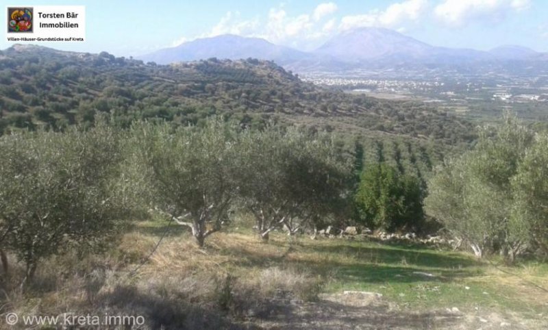 Vori Kreta, Vori Olivenhain 200.000m² mit 2 Gebäuden zu verkaufen Grundstück kaufen